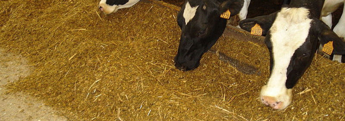 Cows feeding